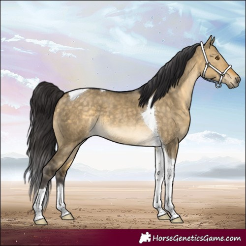 Horse Color:Buckskin Dun Tobiano
