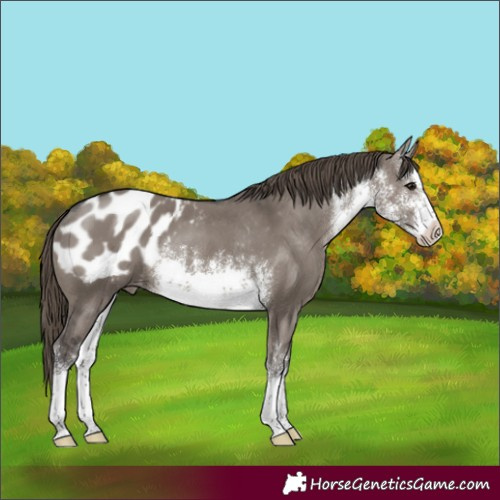 Horse Color:White Spotted Smoky Grullo Appaloosa 