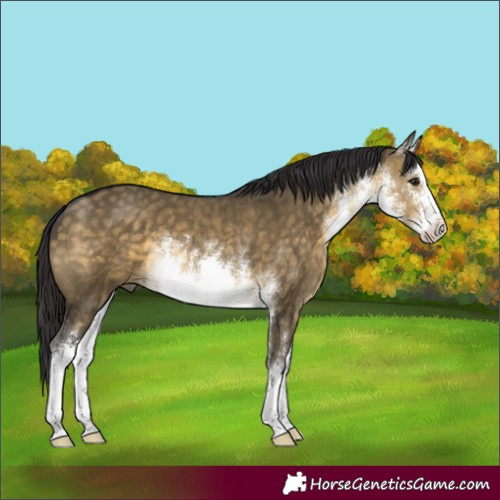 Horse Color:White Spotted Buckskin Dun 