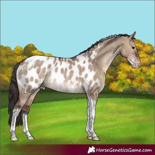 Horse Color:Brown Dun Sabino Tobiano Appaloosa Rabicano