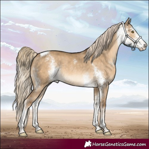 Horse Color:Chocolate Palomino Dun Sabino Rabicano