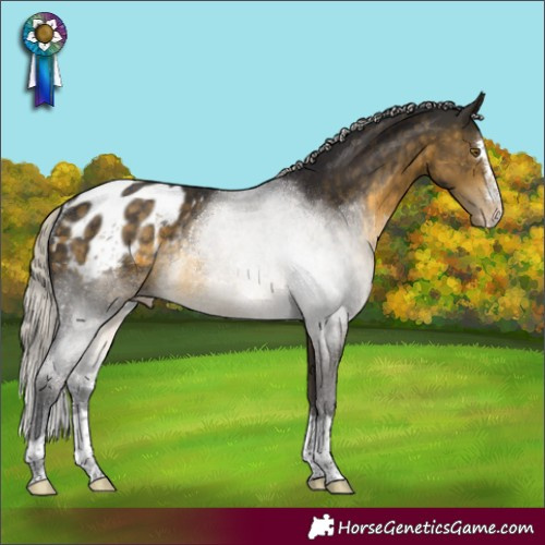 Horse Color:Silver Buckskin Appaloosa Rabicano 