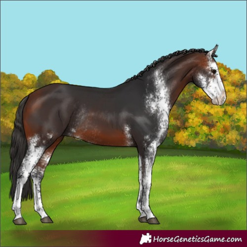 Horse Color:Bay Sabino Rabicano 