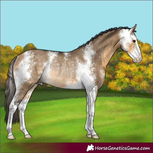 Horse Color:Buckskin Dun Sabino Rabicano 