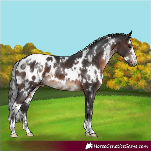 Horse Color:White Spotted Brown Appaloosa 