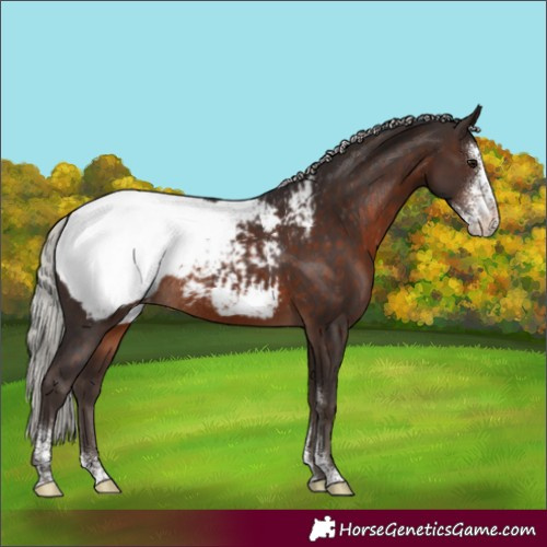 Horse Color:Silver Brown Sabino Appaloosa Rabicano