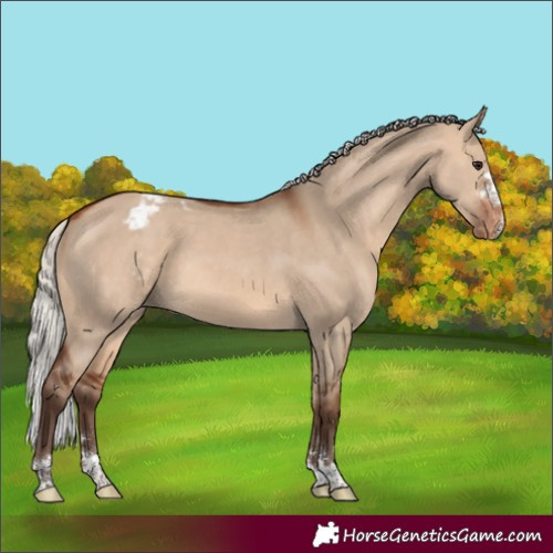 Horse Color:Silver Brown Dun Appaloosa 