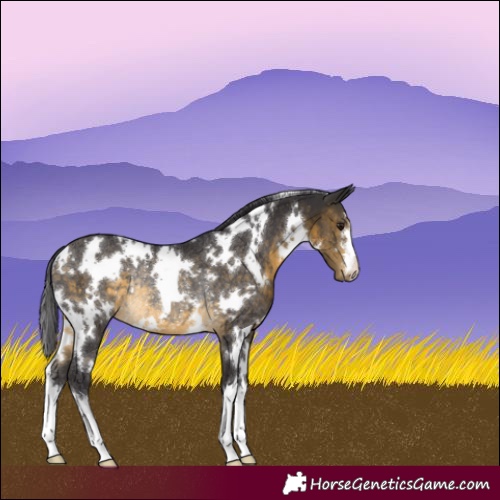 Horse Color:White Spotted Buckskin Rabicano