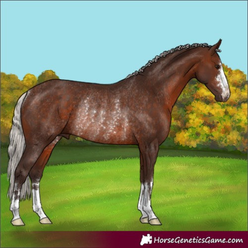 Horse Color:Silver Brown Rabicano 