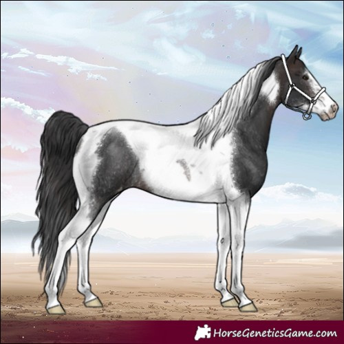 Horse Color:Brown Tobiano Frame Appaloosa Rabicano