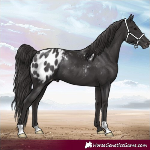 Horse Color:Smoky Black Blanket 