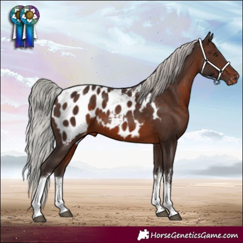 Horse Color:White Spotted Silver Brown Appaloosa