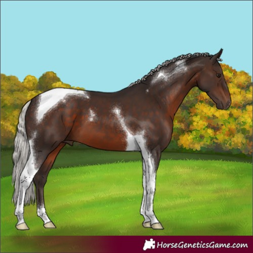 Horse Color:Silver Brown Tobiano