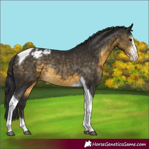 Horse Color:Buckskin Sabino Tobiano Appaloosa Rabicano