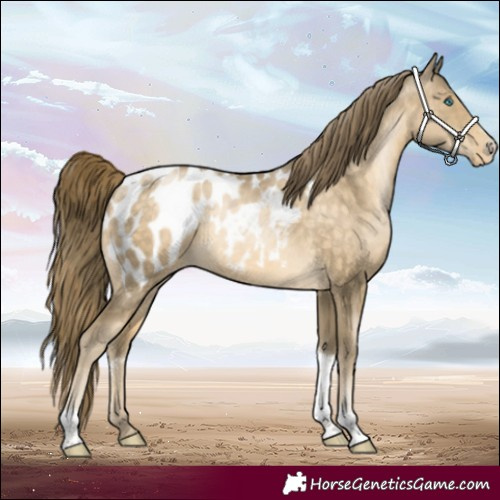 Horse Color:Buckskin Pearl Sabino Tobiano Appaloosa 