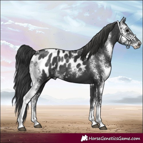 Horse Color:Black Sabino Appaloosa