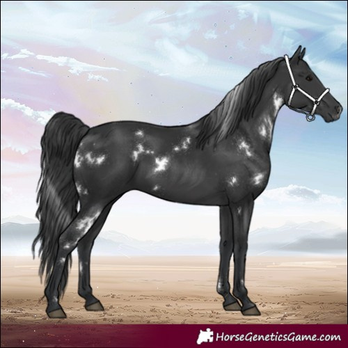Horse Color:White Spotted Black