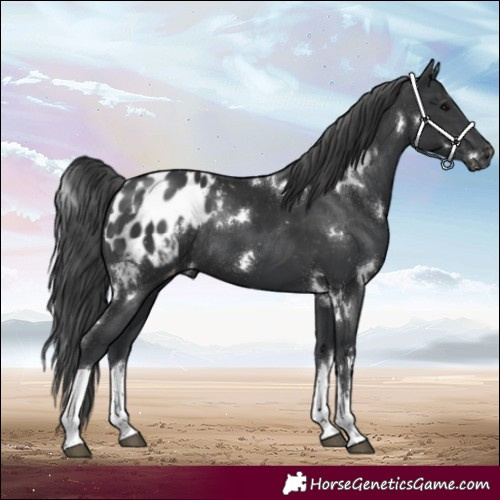 Horse Color:White Spotted Black Blanket Rabicano 