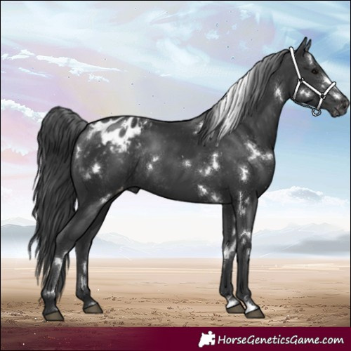 Horse Color:White Spotted Black Appaloosa Rabicano