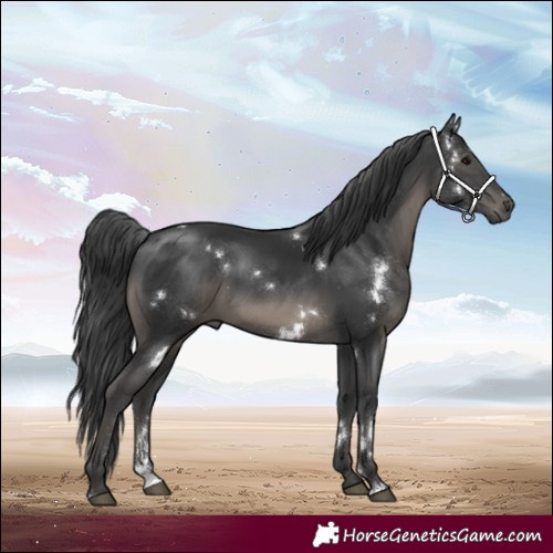Horse Color:White Spotted Black Sabino Rabicano
