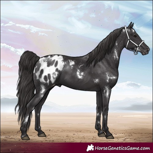 Horse Color:White Spotted Smoky Black Appaloosa Rabicano
