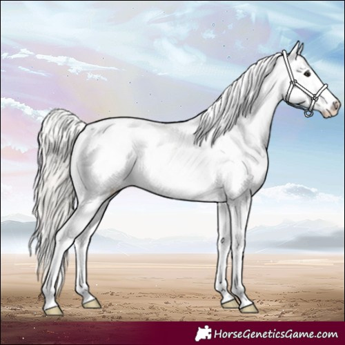 Horse Color:Silver Brown Sabino Appaloosa Rabicano