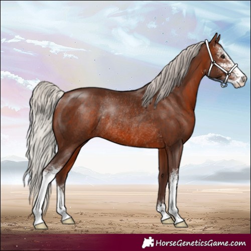Horse Color:Silver Brown Sabino Rabicano