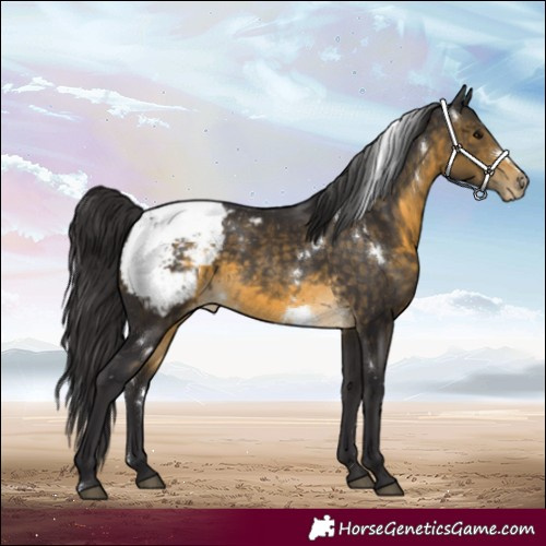 Horse Color:White Spotted Buckskin Snowcap