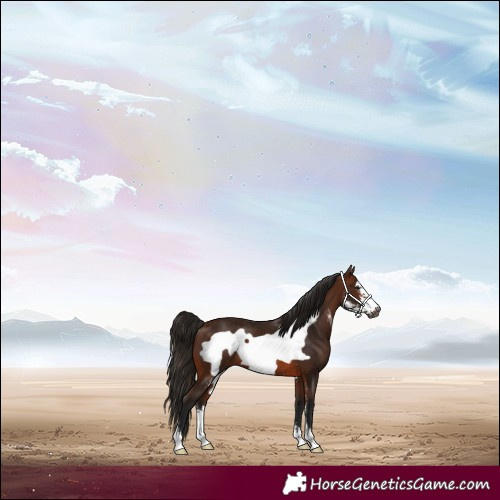 Horse Color:Gray Bay Sabino Frame Rabicano