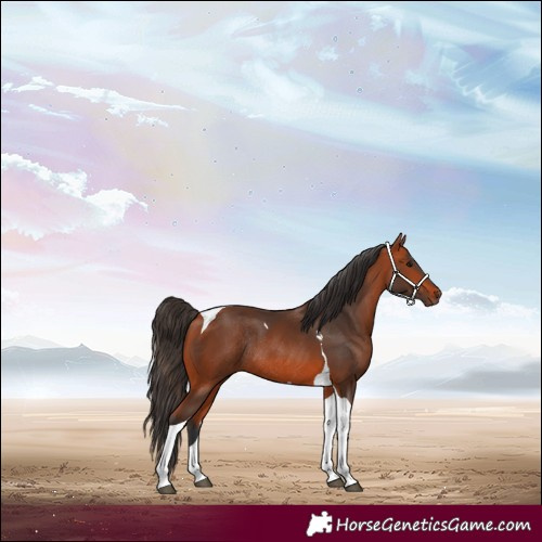 Horse Color:Bay Tobiano Rabicano 