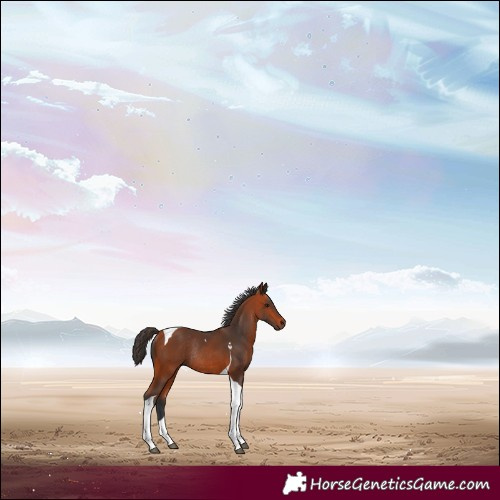 Horse Color:Bay Tobiano Rabicano