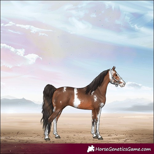 Horse Color:Bay Sabino Rabicano 