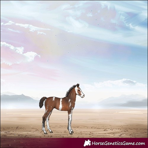 Horse Color:Bay Sabino Rabicano 