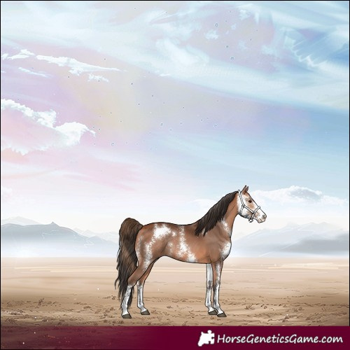 Horse Color:Bay Sabino Rabicano 