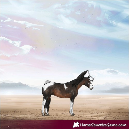 Horse Color:Gray Brown Sabino Tobiano Rabicano 