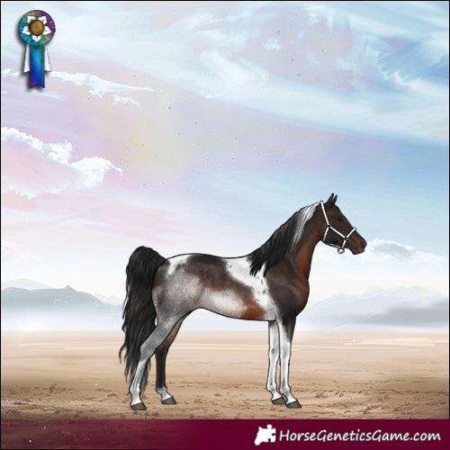 Horse Color:Gray Brown Tobiano Rabicano 