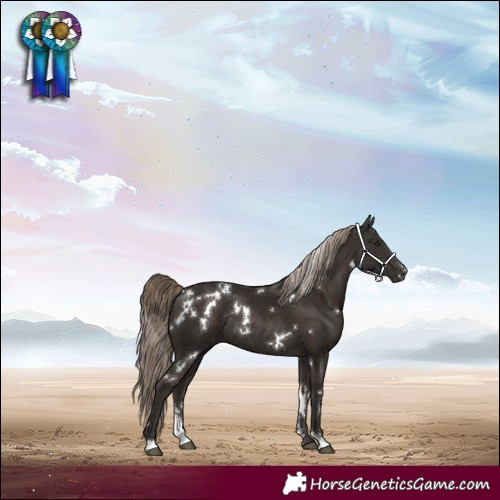 Horse Color:White Spotted Liver Chestnut Sabino Rabicano