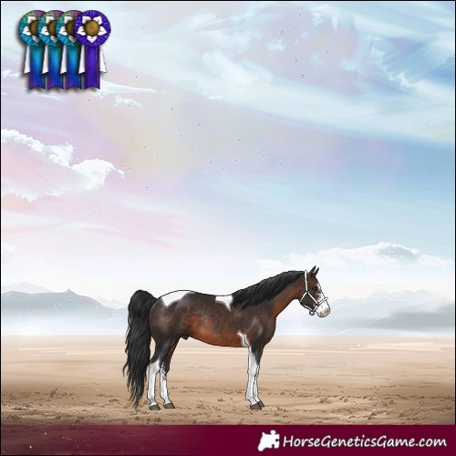 Horse Color:Brown Sabino Tobiano Rabicano