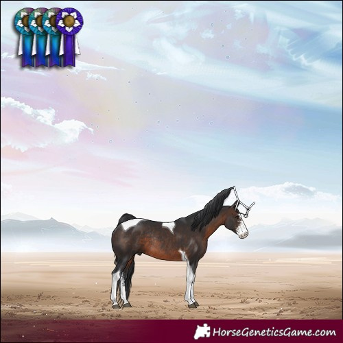 Horse Color:Brown Sabino Tobiano Rabicano