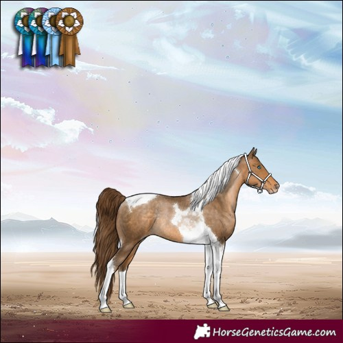 Horse Color:Gray Buckskin Pearl Tobiano Appaloosa Rabicano