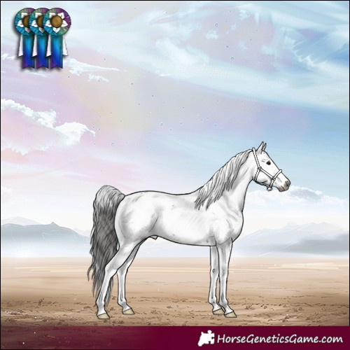Horse Color:Gray Brown Sabino Appaloosa Rabicano