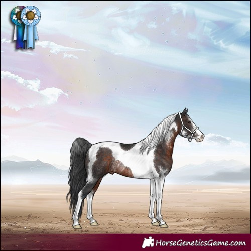 Horse Color:Brown Sabino Tobiano Rabicano