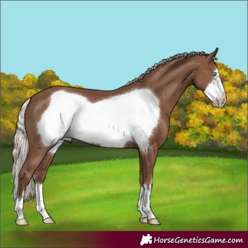 Horse Color:Silver Black Frame 