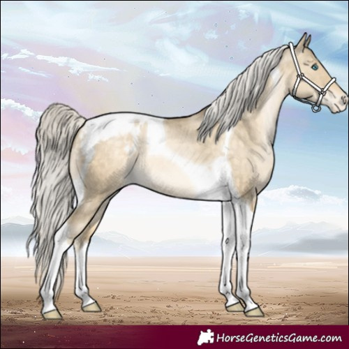 Horse Color:Silver Buckskin Pearl Dun Tobiano Appaloosa