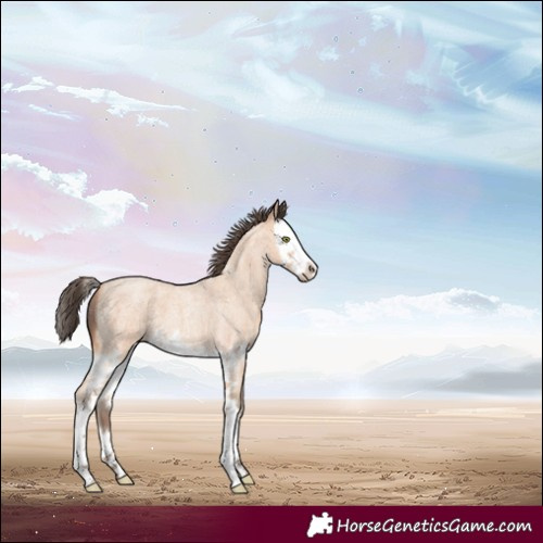 Horse Color:Amber Champagne Roan Splash 
