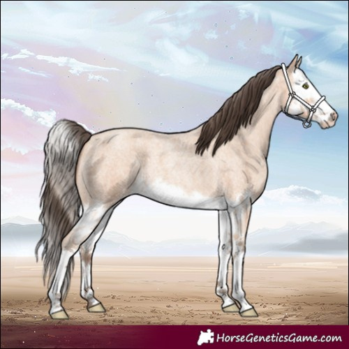 Horse Color:Amber Champagne Roan Splash