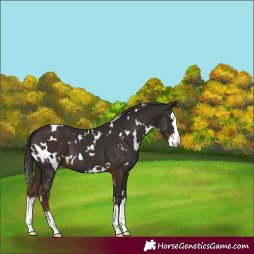 Horse Color:White Spotted Liver Chestnut Splash