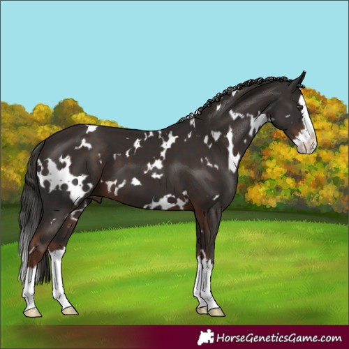Horse Color:White Spotted Liver Chestnut Splash