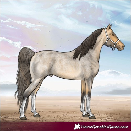 Horse Color:White Spotted Buckskin Roan 