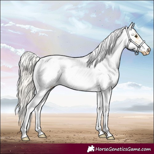 Horse Color:Silver Buckskin Dun Sabino Frame Appaloosa